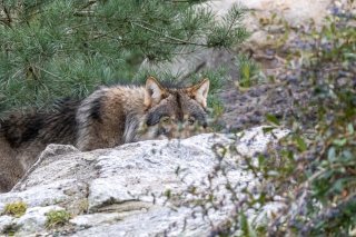 Selon le président de la fédération valaisanne des chasseurs Pascal Vuignier, la chasse au loup sera plus ardue qu'annoncé.